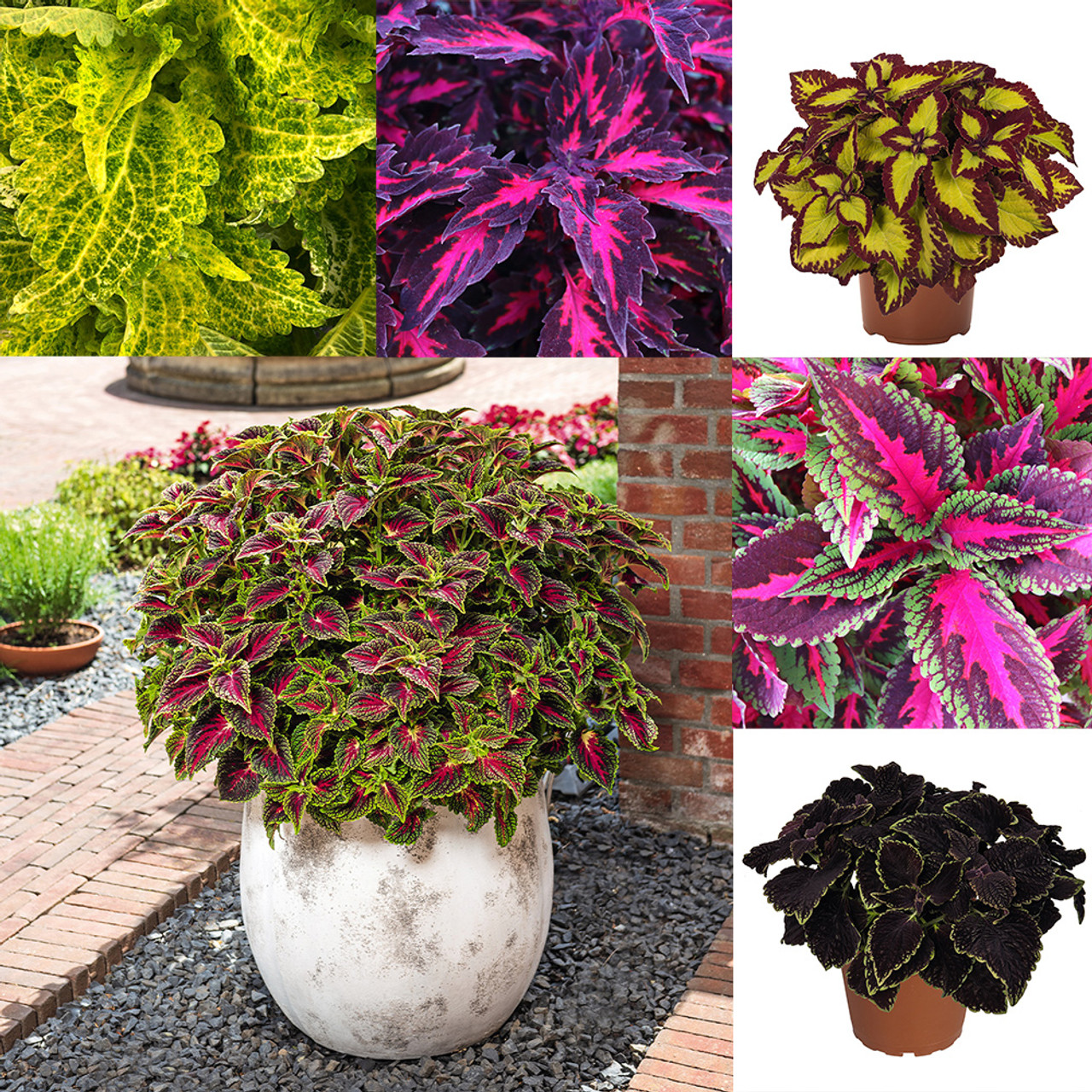 Coleus Collection - JParkers