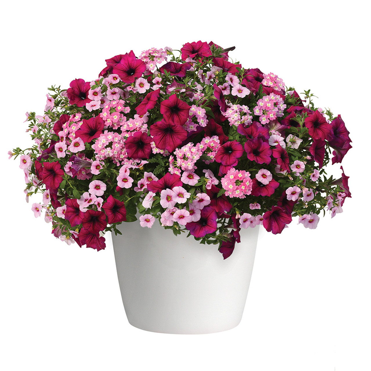 Basket Plant Collection ‘Cherry Kiss’ - JParkers