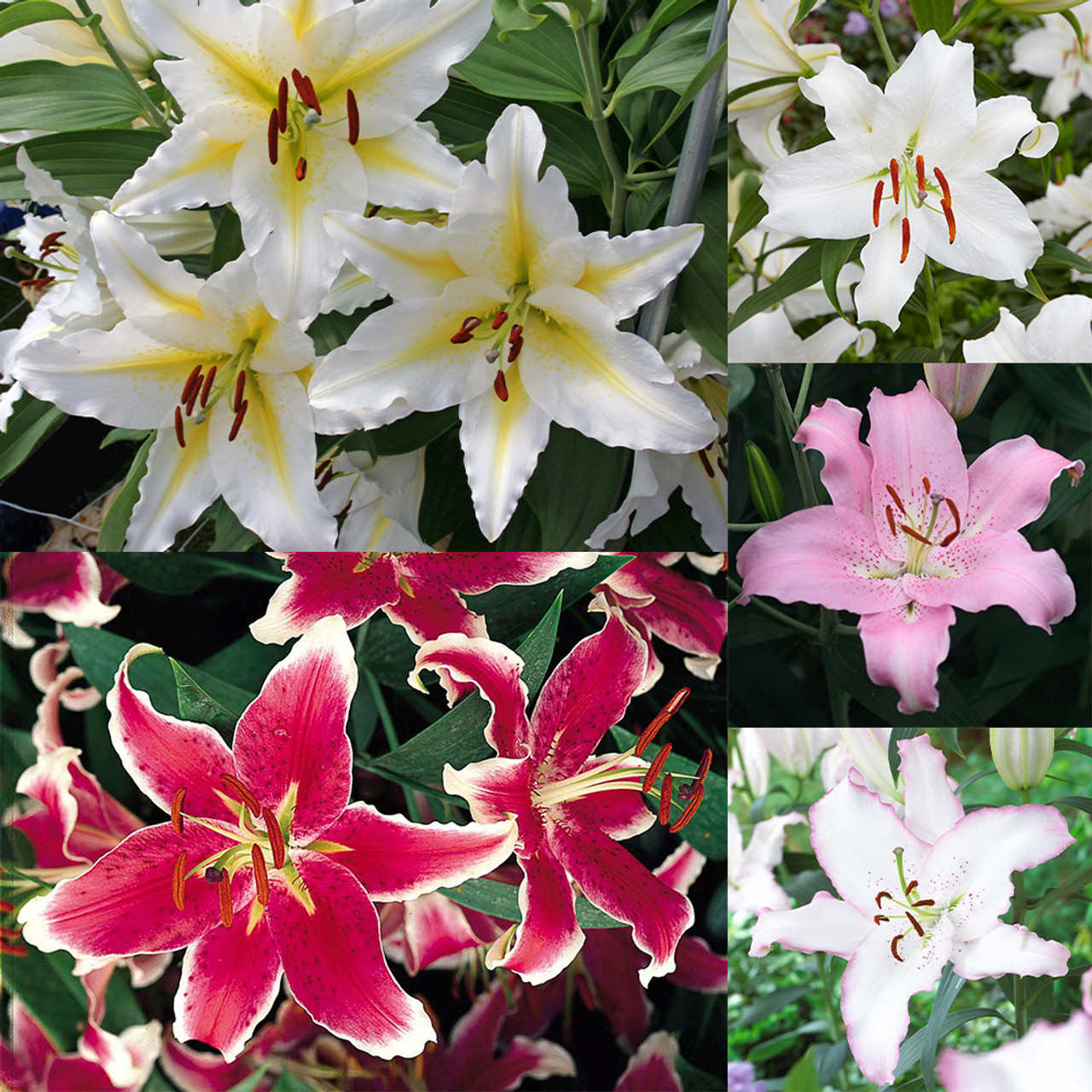 Giant Oriental Lilium Collection - JParkers