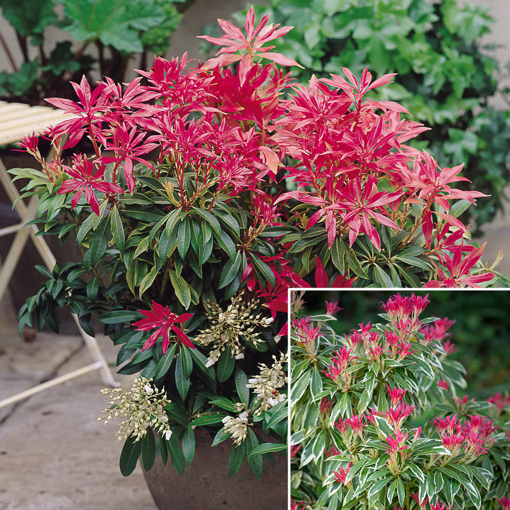 Image of Pieris floribunda shrub in a pot