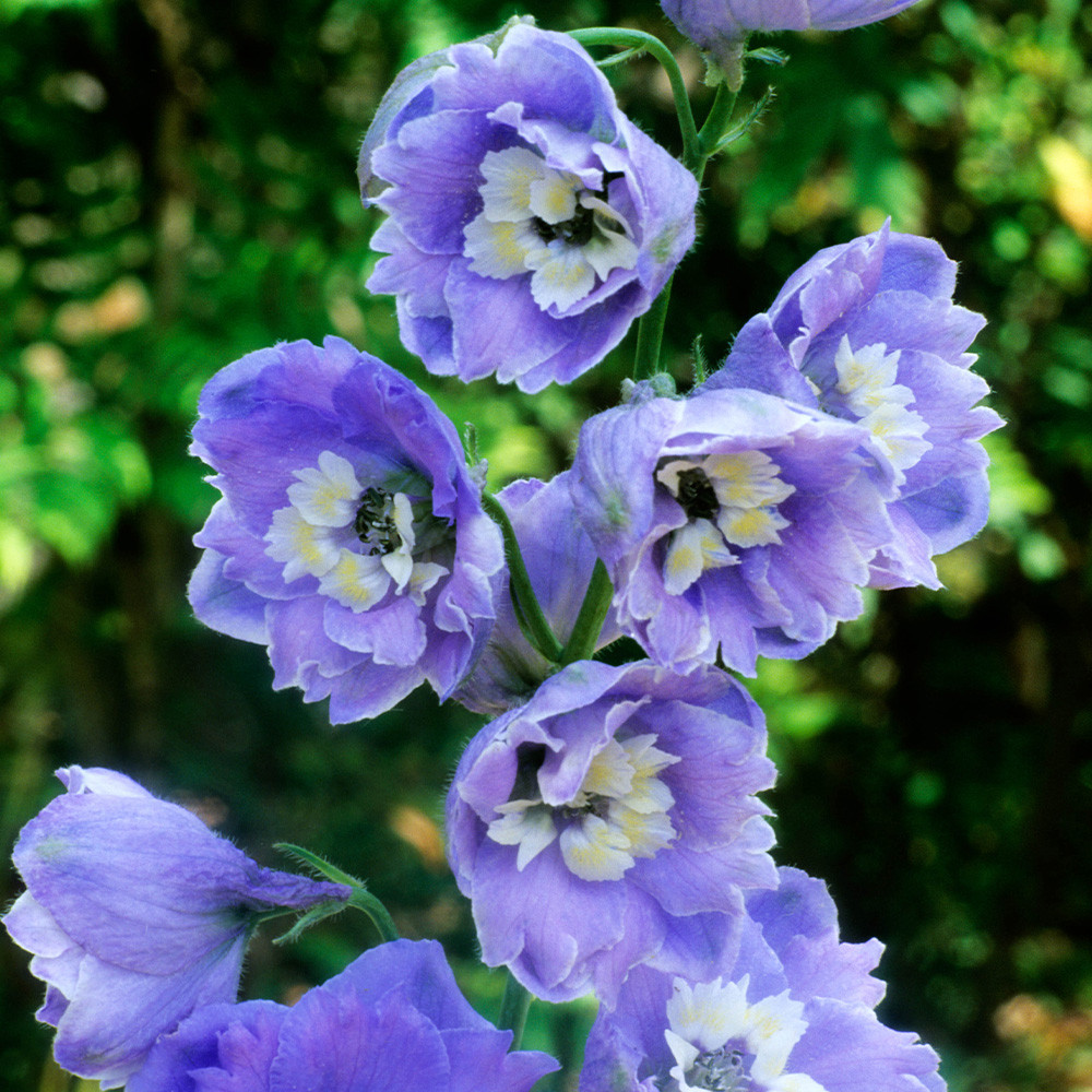 Delphinium Collection 5cm - JParkers