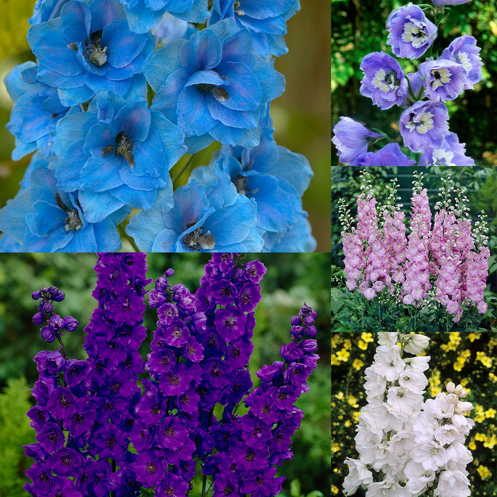 Delphinium Collection 5cm - JParkers