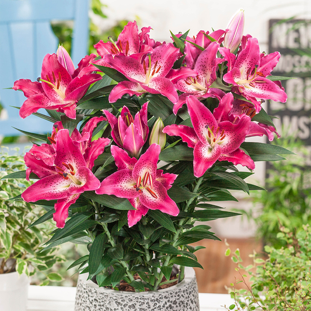 Lilly　0923 Lily Dwarf Oriental Collection - JParkers