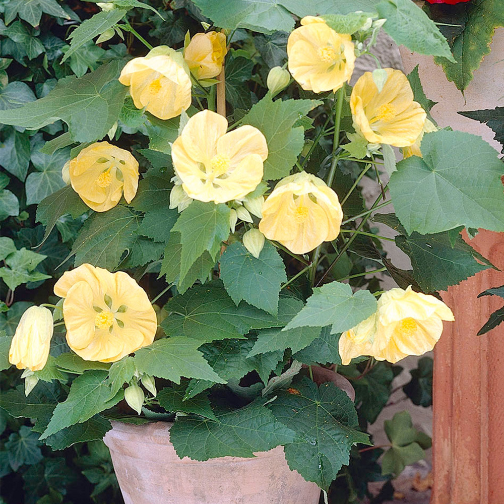 Buy Abutilon Collection | J. Parker's