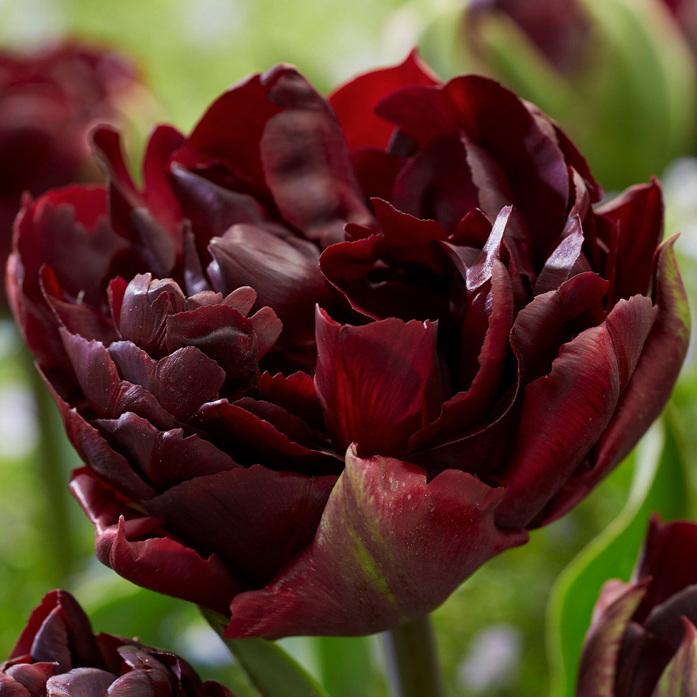 buy-tulip-palmyra-at-jparkers-co-uk