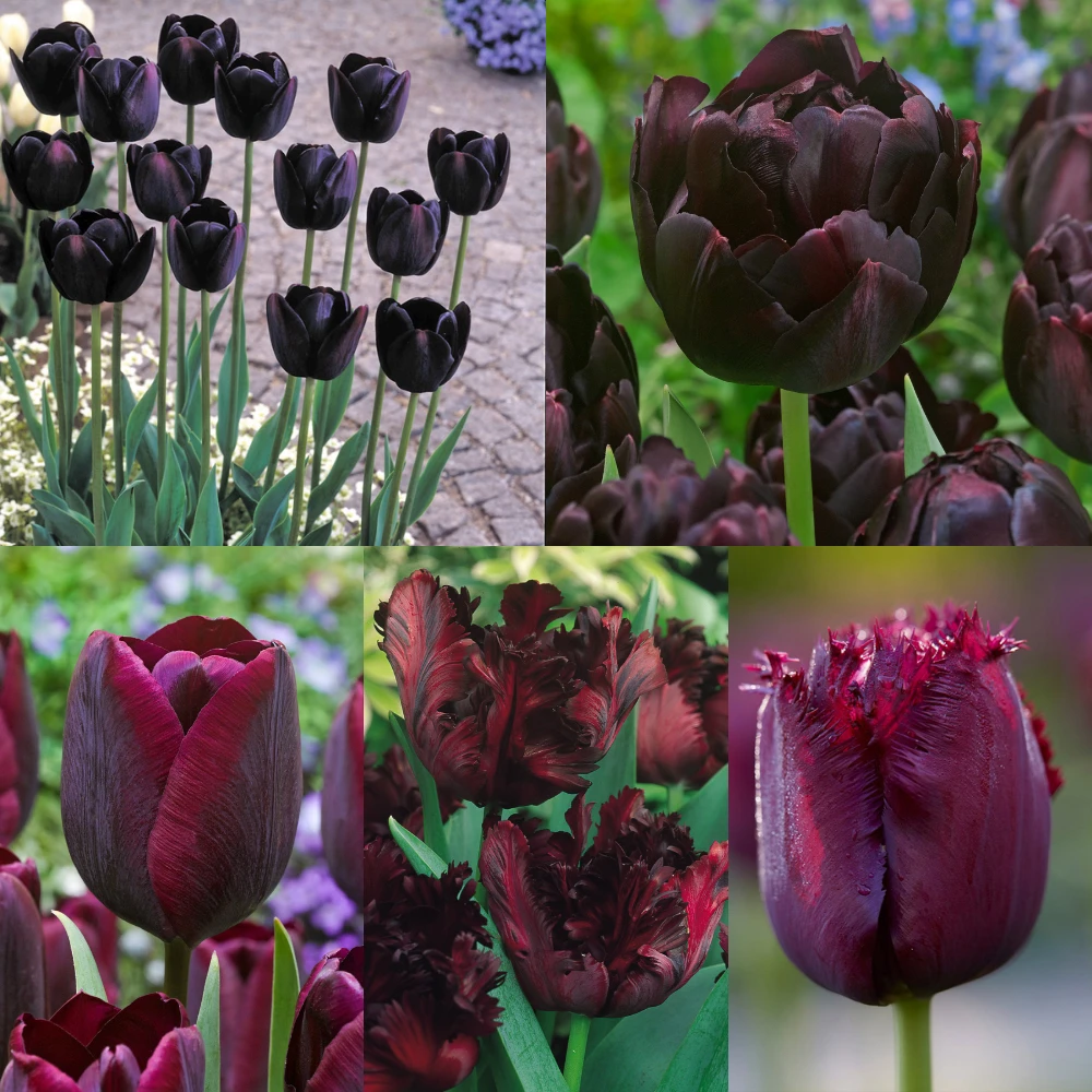 Collection of Black Tulips