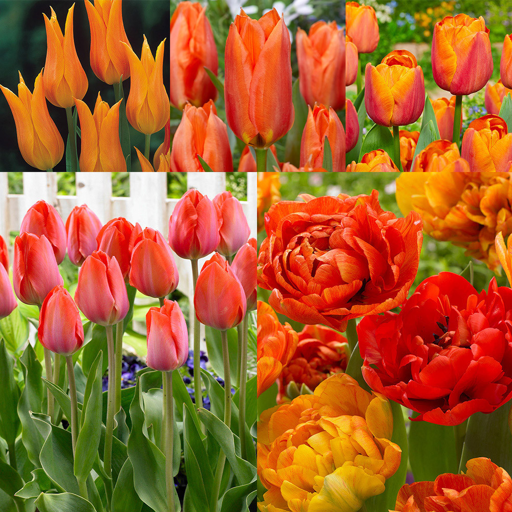 Buy Collection of Orange Tulips at jparkers.co.uk