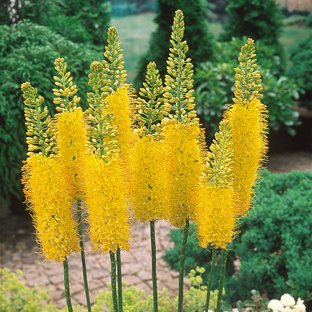 Eremurus Collection - JParkers