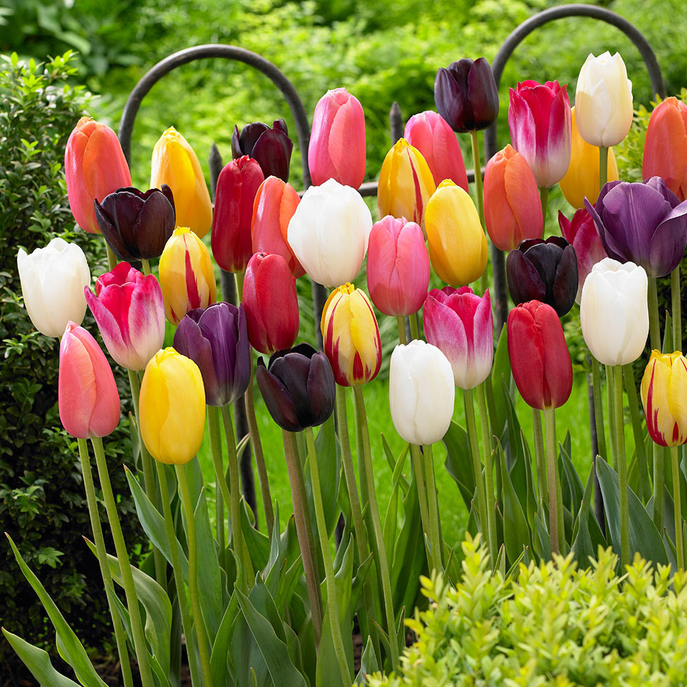 25 FREE Long Stemmed Tulips Mixed JParkers