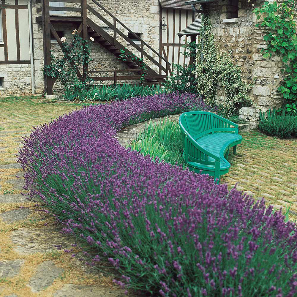 The Jeffers Top in Lavender