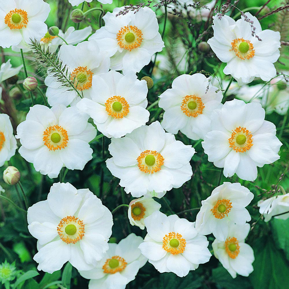 Shop Anemone Japonica Collection | J. Parker's