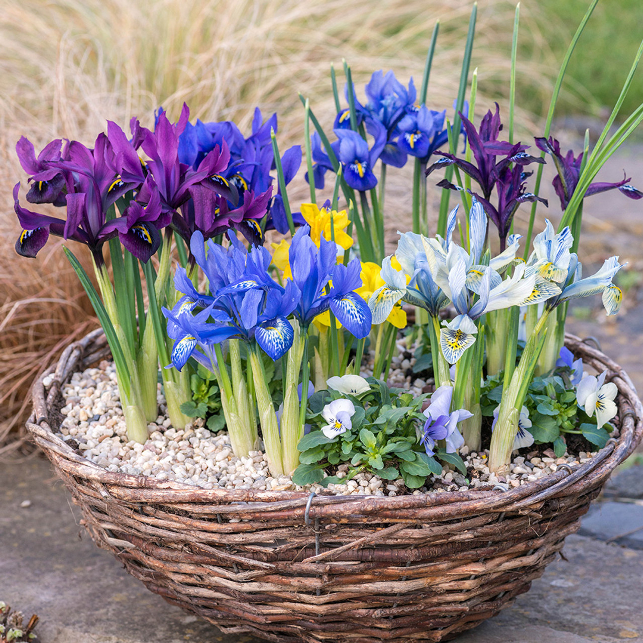 Shop Naturalising Spring Bulb Collection J. Parker's