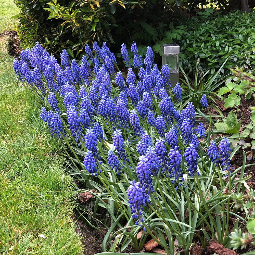 Shop Spring Flowering Bulb Collection for a Rockery J. Parker's