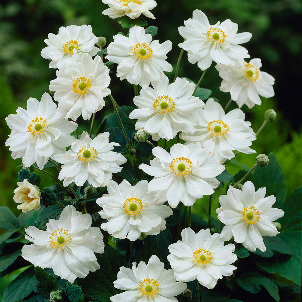 kun anemoneがま口 Alluring Japanese Anemone Collection | Hayloft