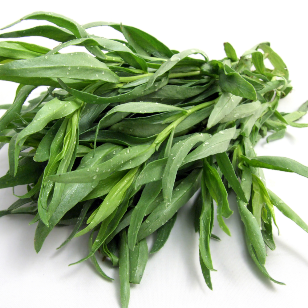 Buy Tarragon Russian Seeds J. Parker's Dutch Bulbs