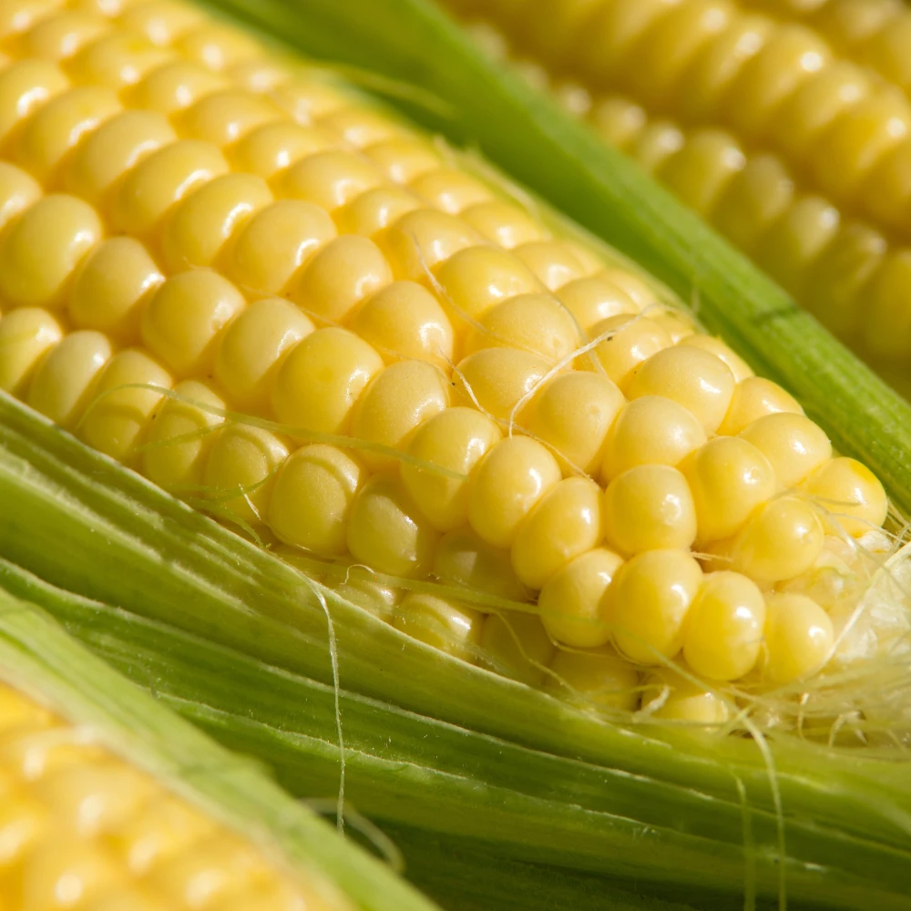 Sweetcorn Sunday Shop Sweetcorn Sundance Seeds | J. Parker's Dutch Bulbs