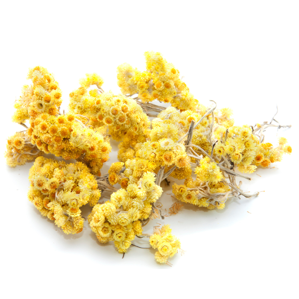 Shop Helichrysum bractiatum Swiss Giant Tall Mix | J. Parker's