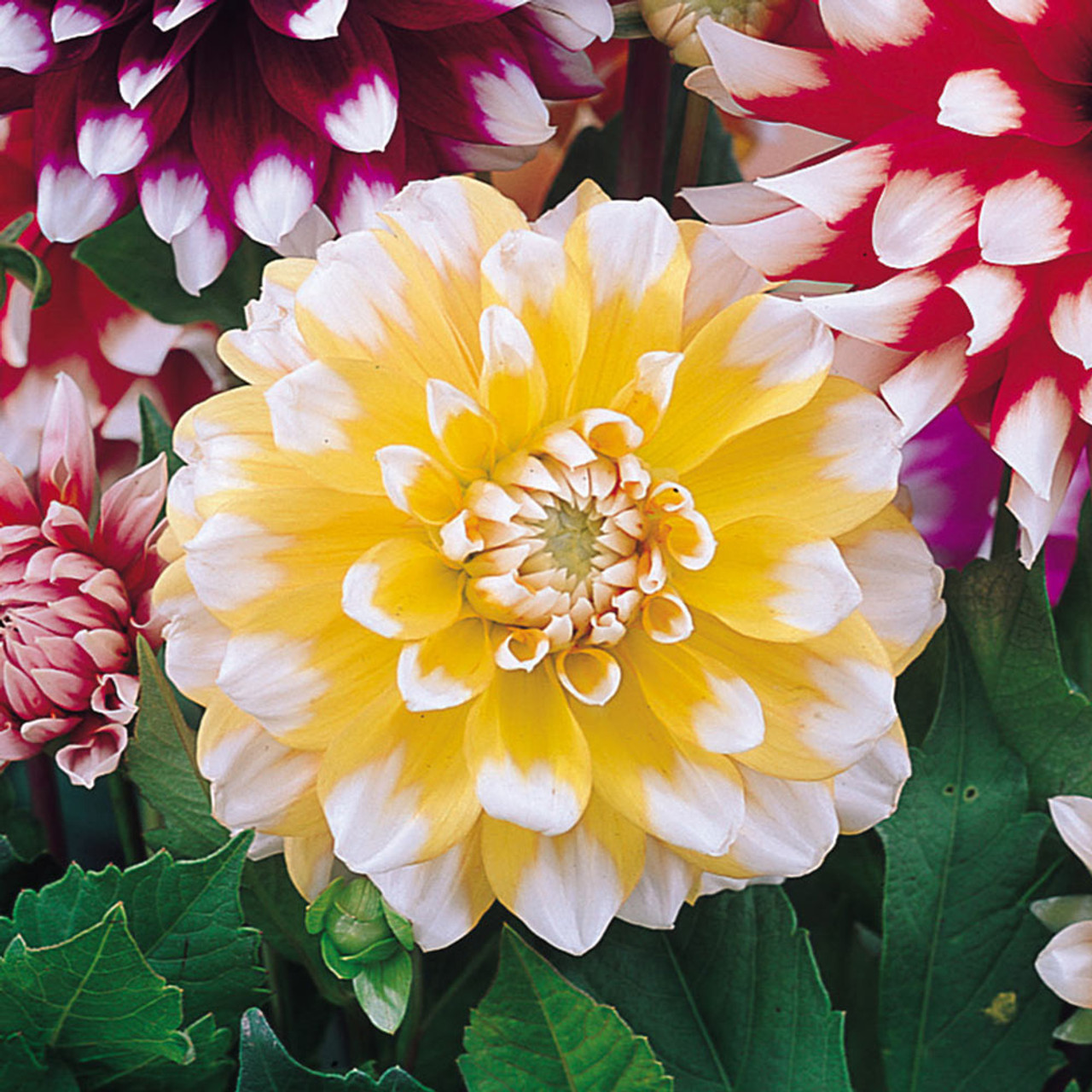 その他 DAHLIA Buy Dahlia Happy Single Collection B at jparkers.co.uk