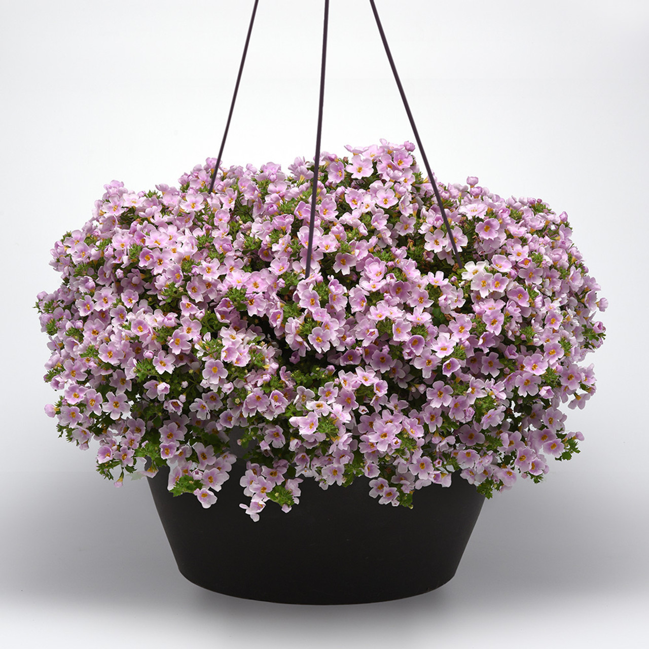 Shop Bacopa Megacopa Pink Shine | J. Parker's