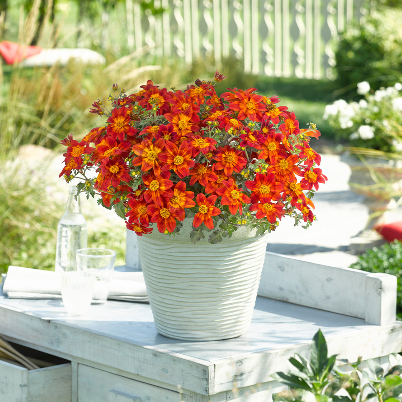 Shop Bidens Bee Happy Red | J. Parker's