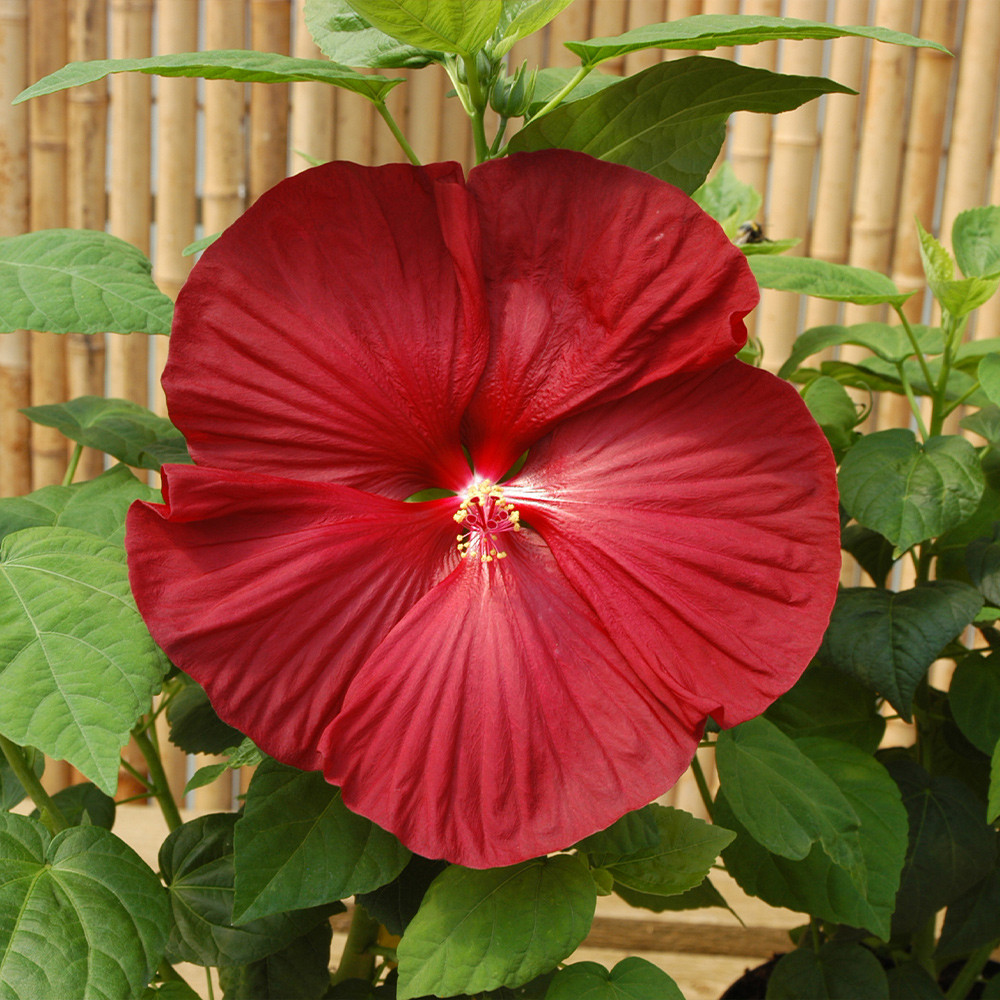 Mahogany Splendor 10 Perennial Hibiscus Luna Mix Seeds - Large
