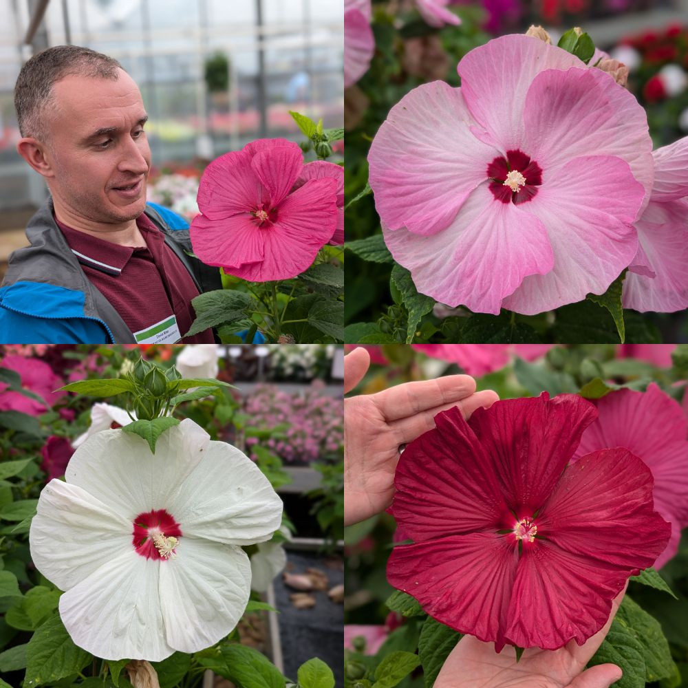 Shop Hibiscus luna Collection | J. Parker's