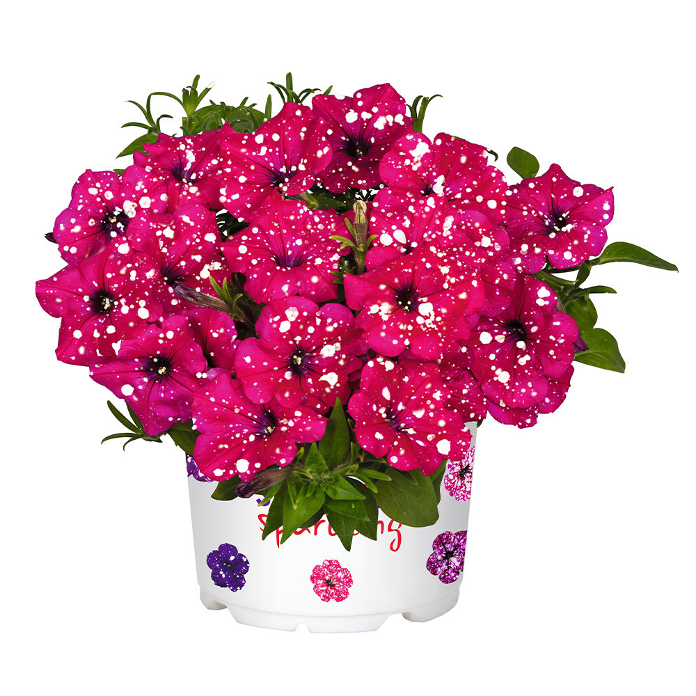 Shop Petunia Surprise Sparkling Collection J. Parker's
