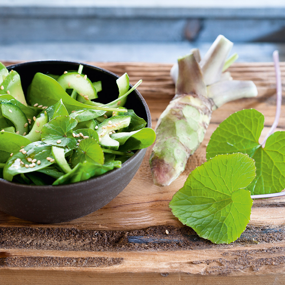 わさびーむ Shop Wasabi Plants | J. Parker's