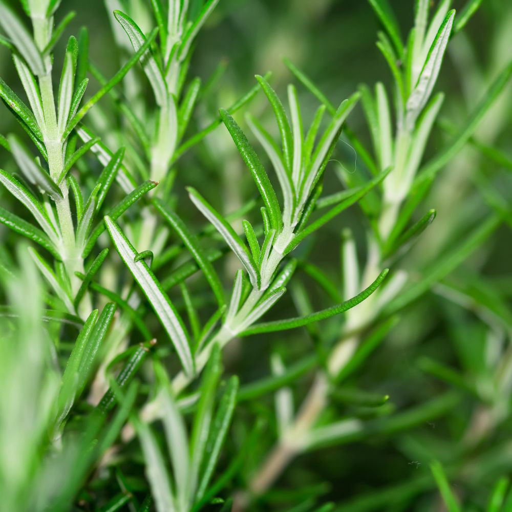Shop Herb Rosemary Seeds J Parker #39 s