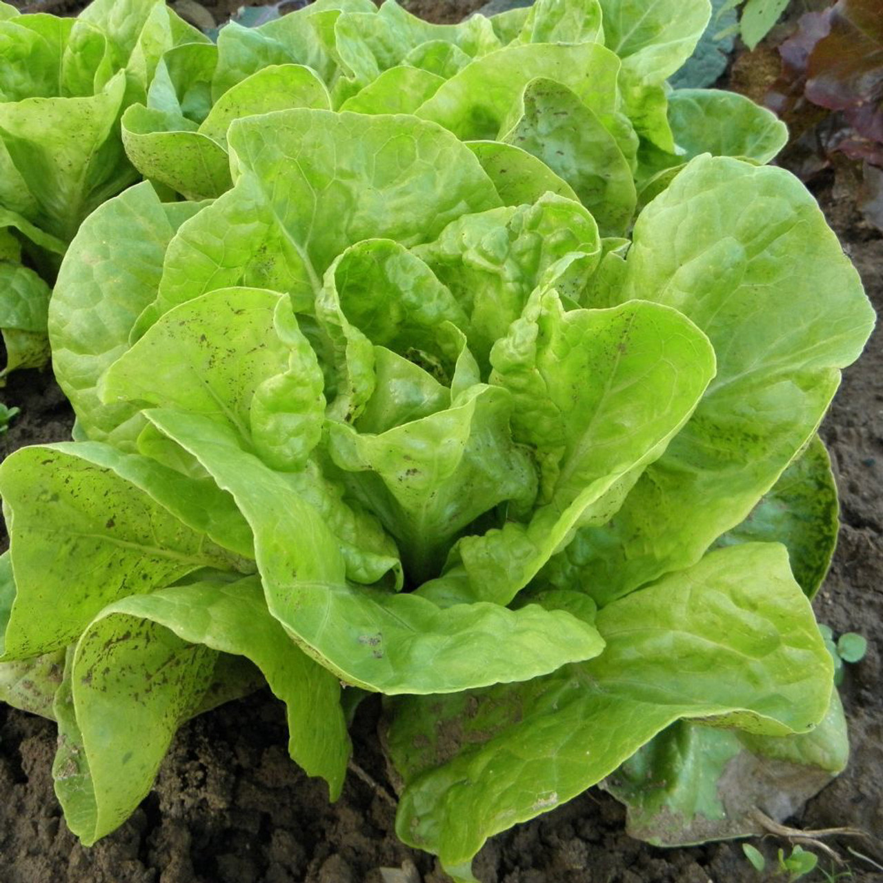 Shop Lettuce All Year Round Seeds J Parkers