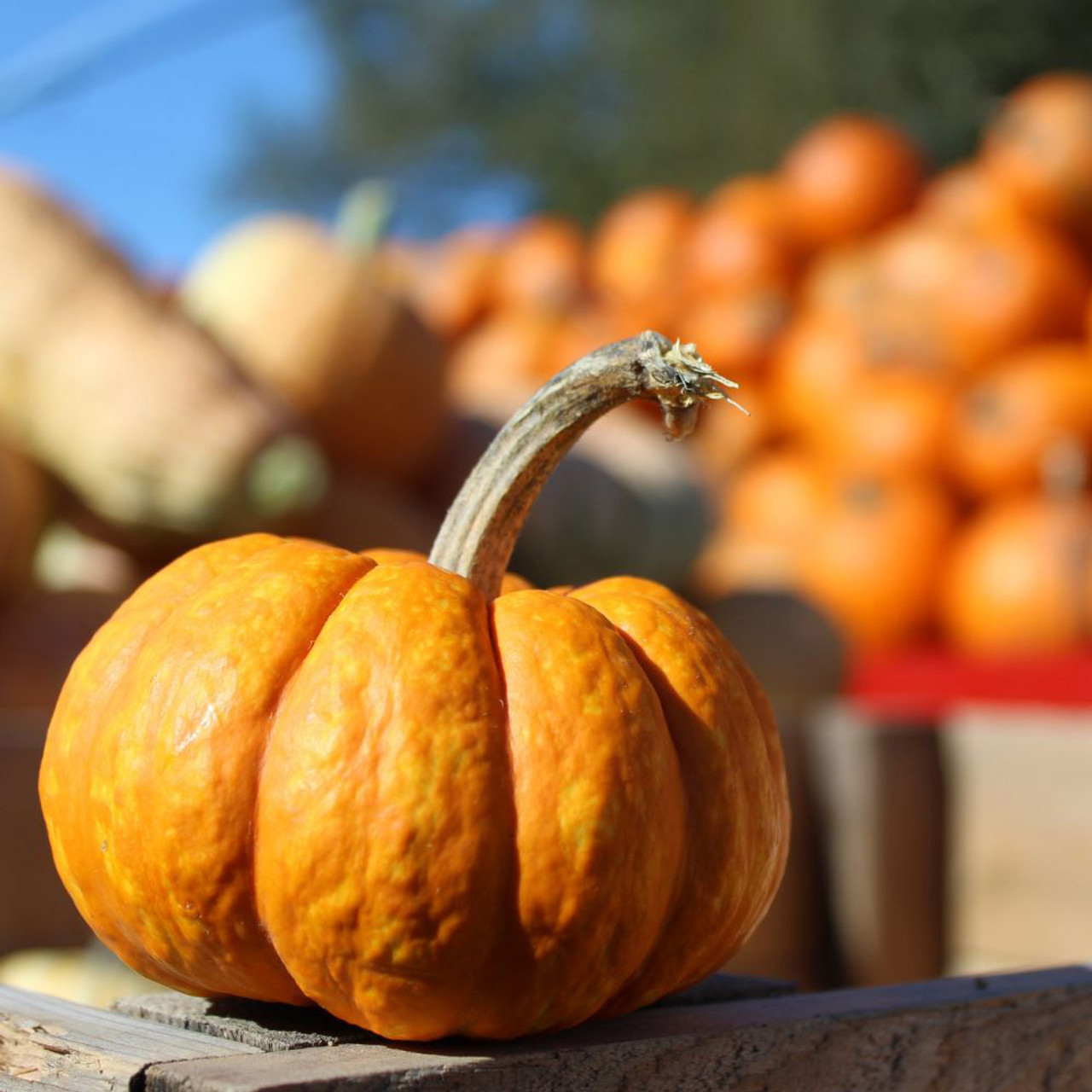 Shop Pumpkin Miniature Jack Be Little Seeds J. Parker's