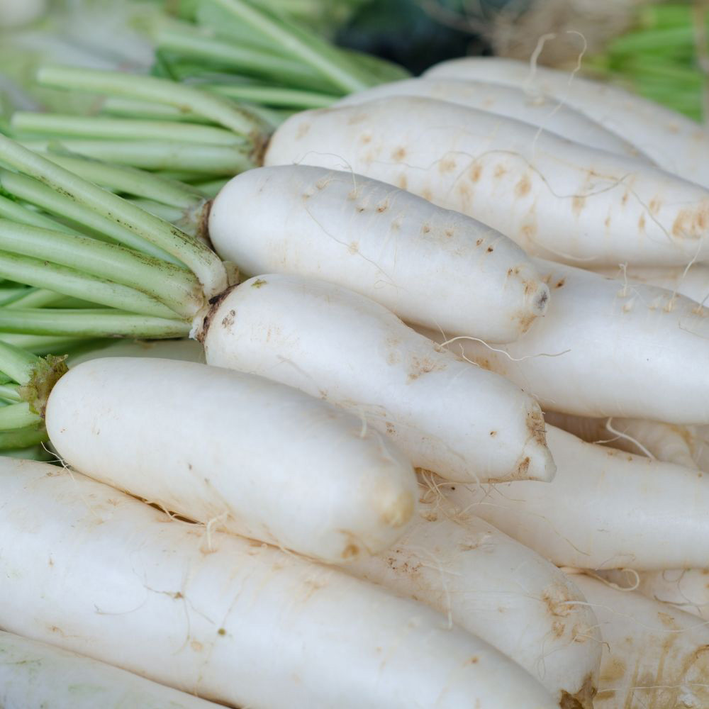 Shop Radish Mooli Minowase Seeds J. Parker's