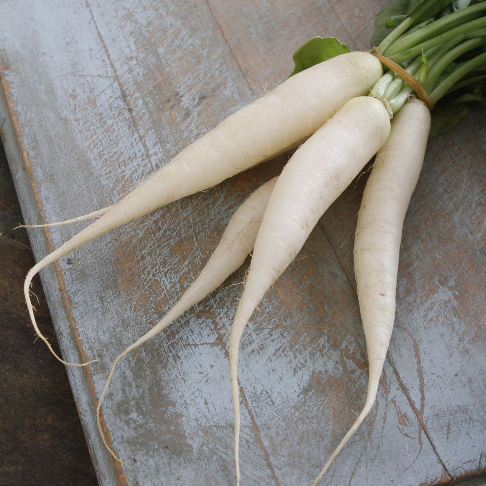 Shop Radish Mooli Minowase Seeds J. Parker's