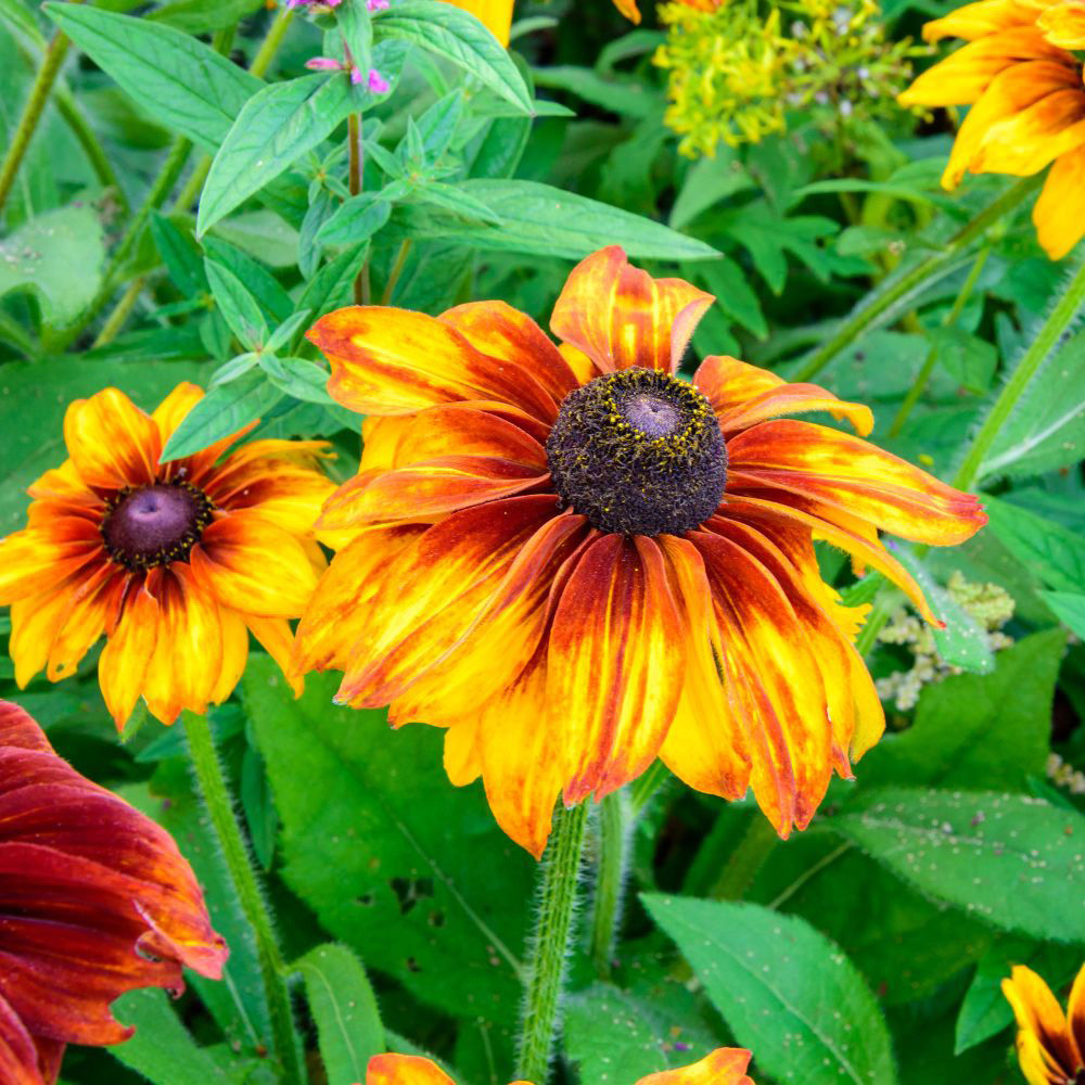 Fall Rudbeckia Shop Rudbeckia Autumn Forest Seeds | J. Parker's