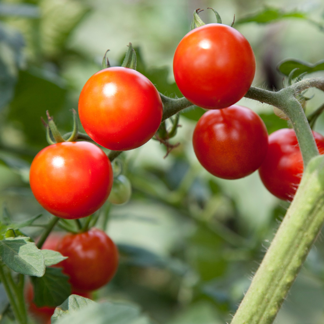 Shop Tomato Cherry Lizzano Seeds J. Parker's