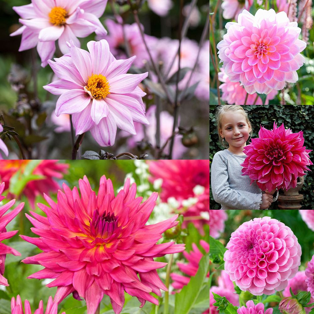 Pink Chicken Elsie Bubble, Pink Dahlia Floral