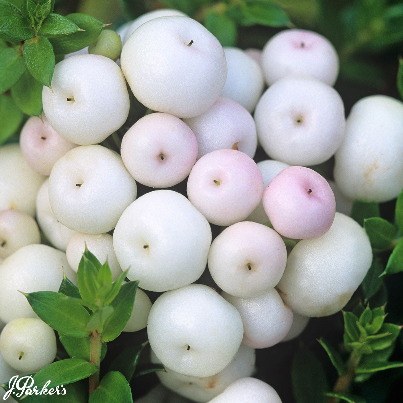 Shop Gaultheria mucronata 'Snow White' | J. Parker's