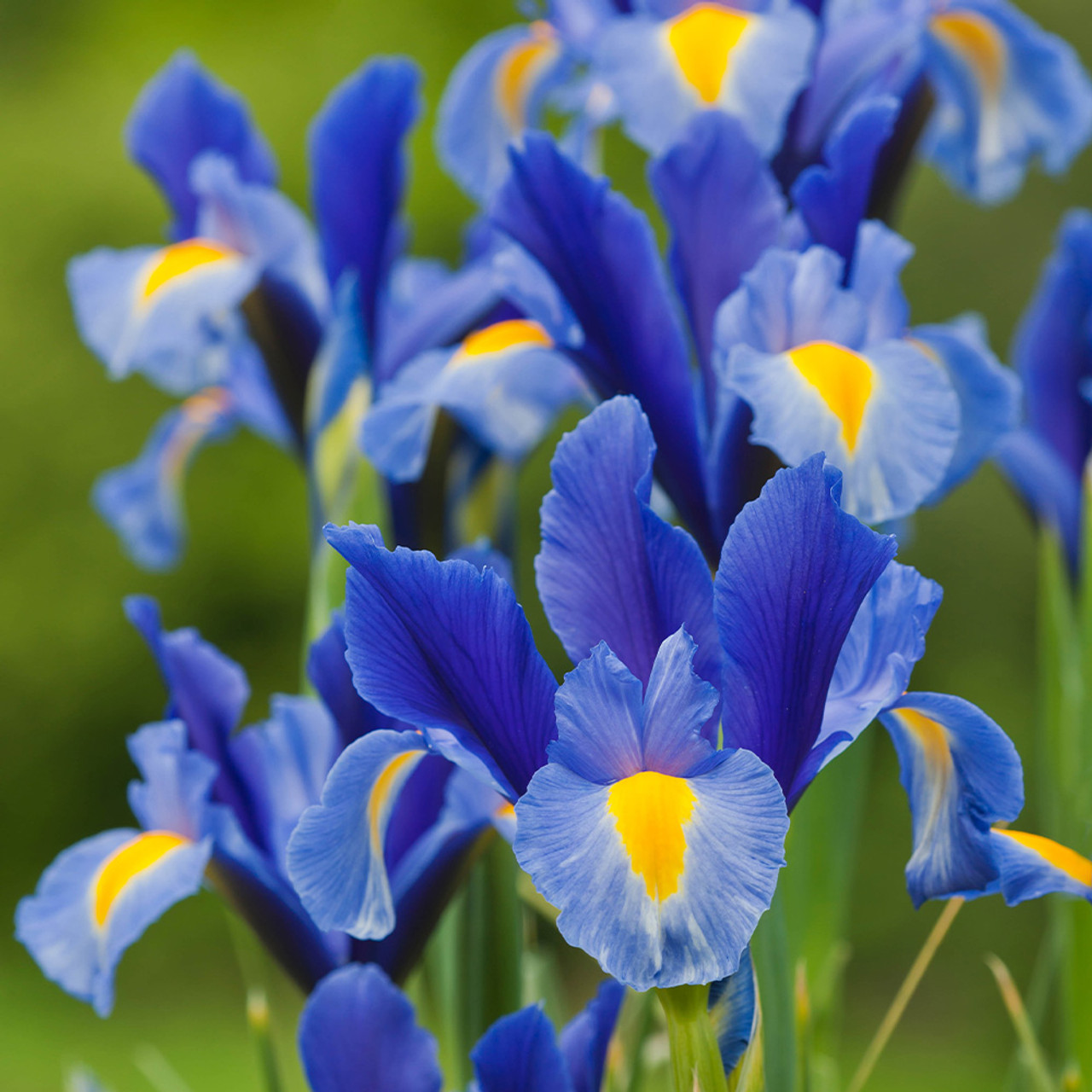 Dutch Iris Blue Magic