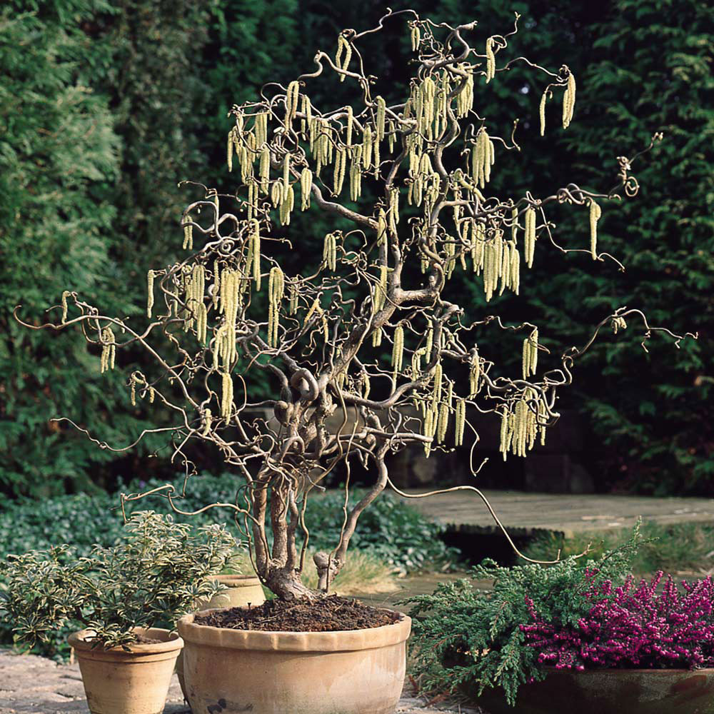 Corylus avellana Contorta main image 1