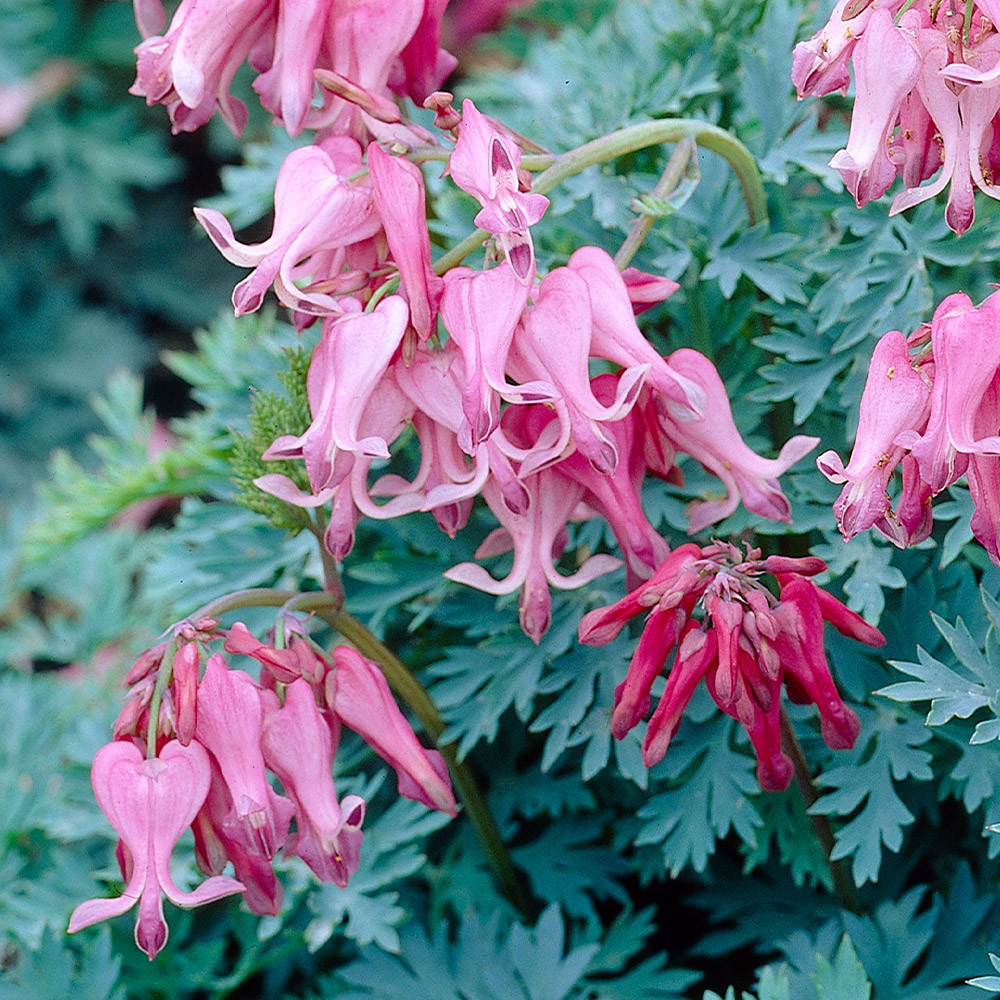 Shop Dicentra 'Candy Hearts' Potted J. Parker's