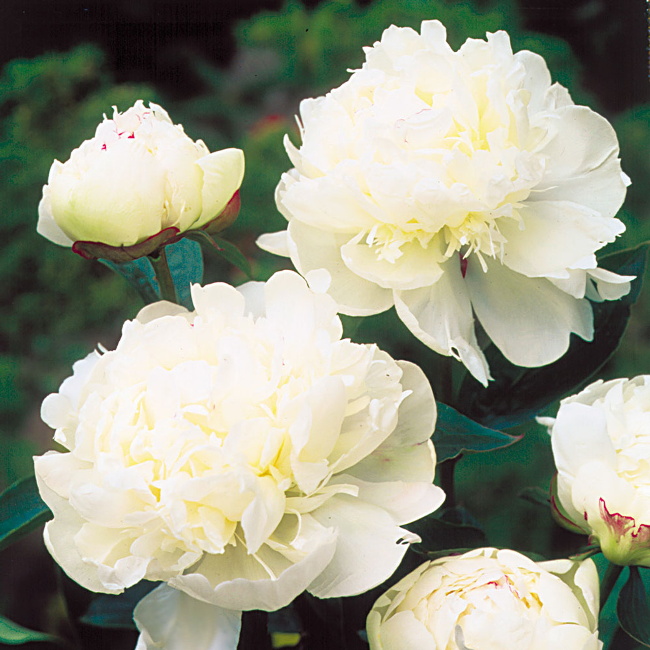 Shop Paeonia 'Alba Plena' Potted | J. Parker's