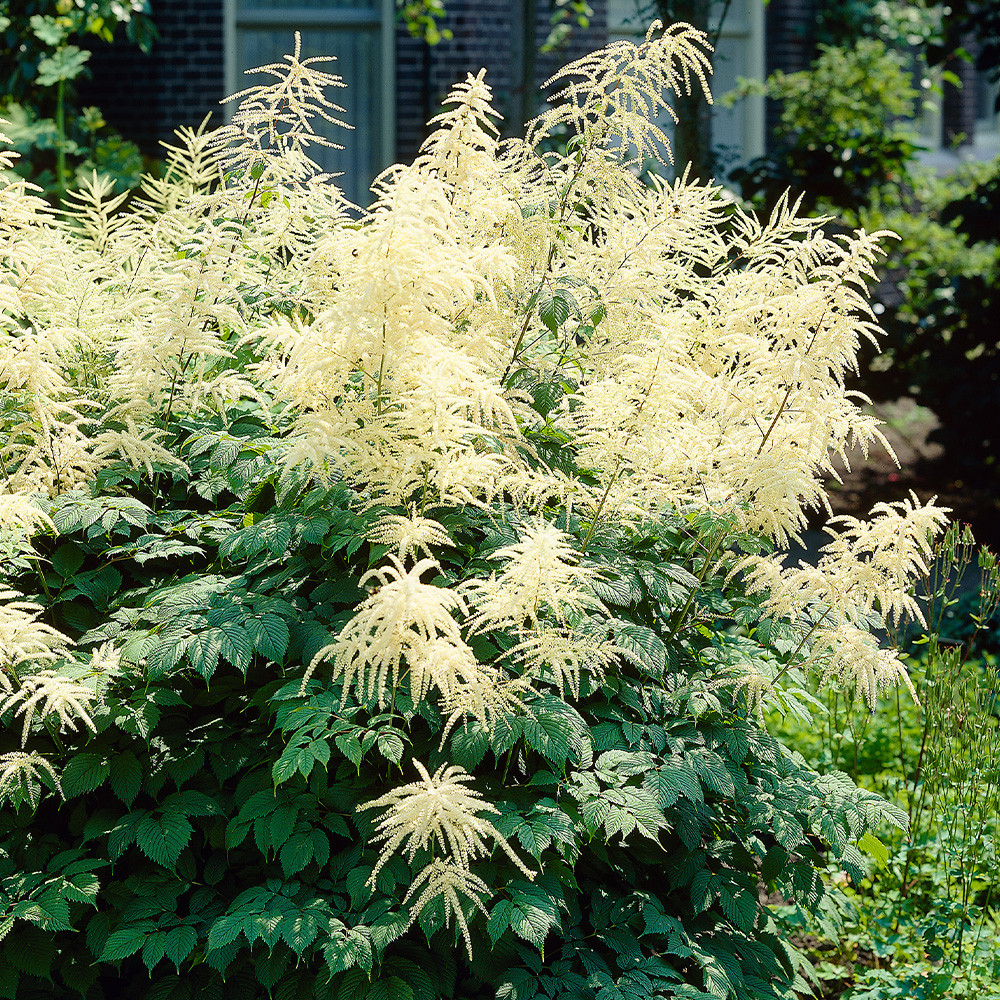 Buy Aruncus dioicus Potted at jparkers.co.uk