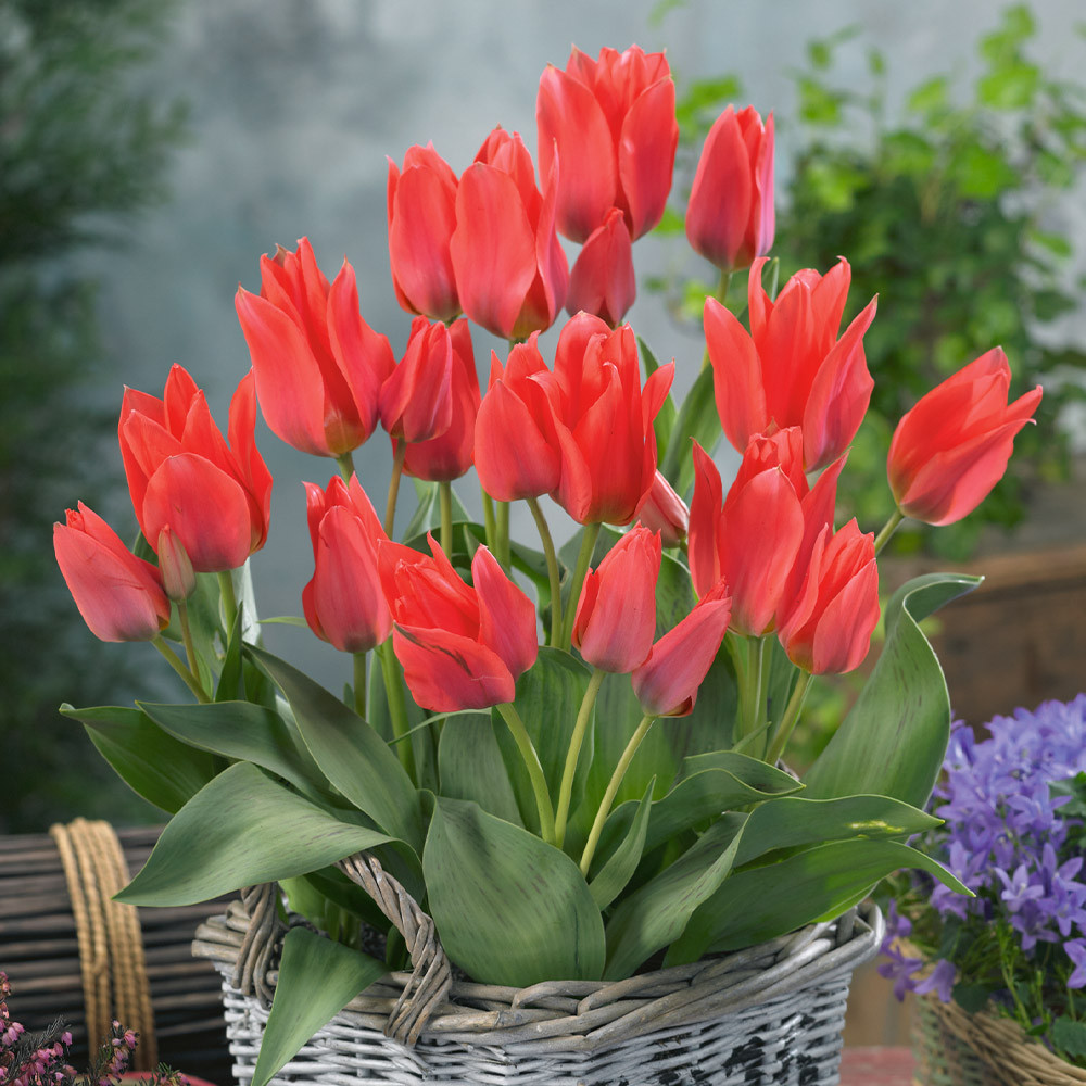 Multiflower Canada Tulip Collection (Saver Sized Bulbs) | J. Parker's