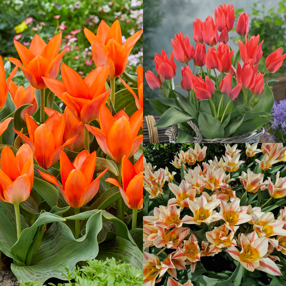 Multiflower Canada Tulip Collection (Saver Sized Bulbs) | J. Parker's