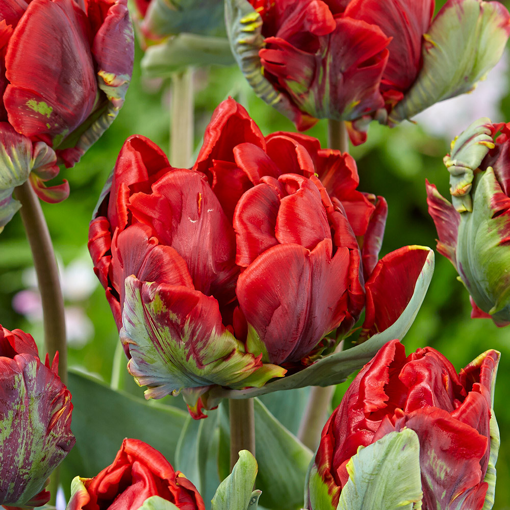 Buy Tulip 'Rococo Double' at jparkers.co.uk
