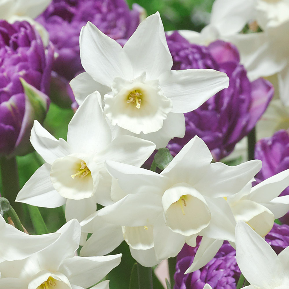 Buy Narcissus Starlight Sensation at jparkers.co.uk