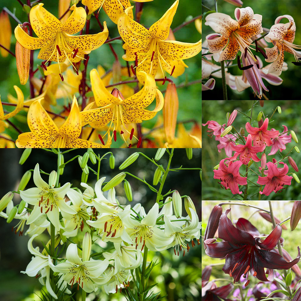 Buy Tiger Lily Collection (14/16cm) at jparkers.co.uk
