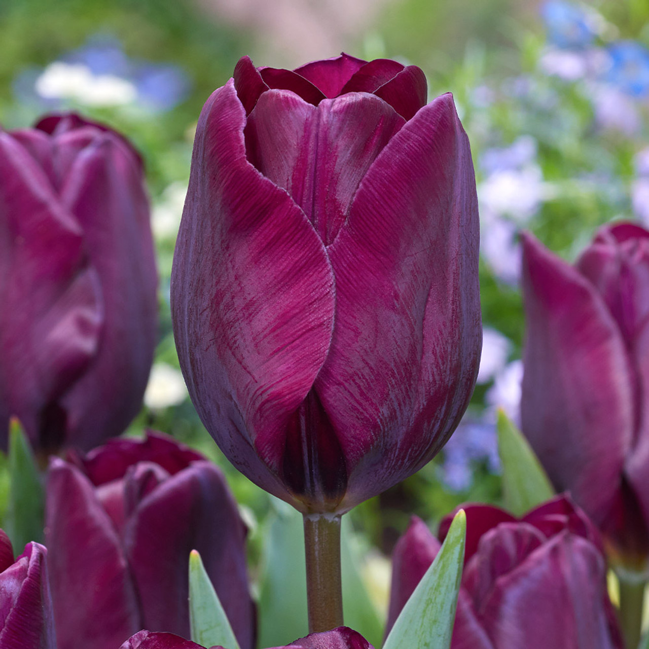 Buy Tulip 'Purple Lady' at jparkers.co.uk