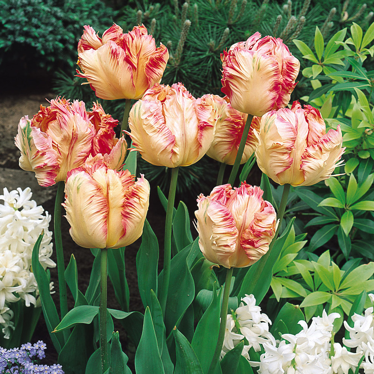 Buy Tulip 'Apricot Parrot' (Pastal) at jparkers.co.uk