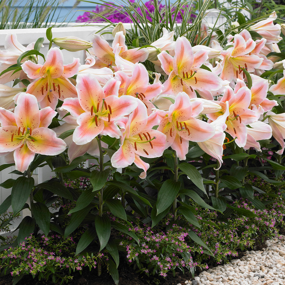 Shop Lilium Salmon Party from J. Parker's